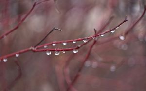 Preview wallpaper drops, water, fall, rain, branch