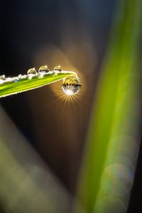 Preview wallpaper drops, water, glare, leaf, grass, macro