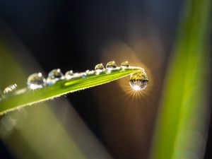 Preview wallpaper drops, water, glare, leaf, grass, macro