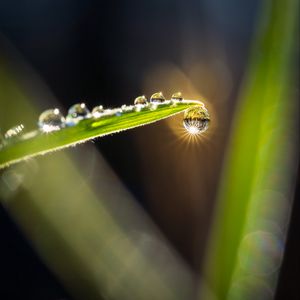 Preview wallpaper drops, water, glare, leaf, grass, macro