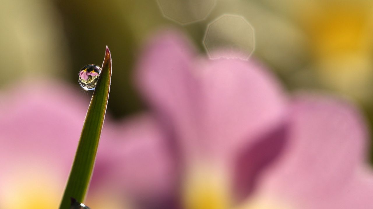 Wallpaper drops, water, grass, macro, focus