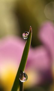 Preview wallpaper drops, water, grass, macro, focus