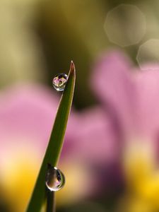 Preview wallpaper drops, water, grass, macro, focus