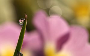 Preview wallpaper drops, water, grass, macro, focus
