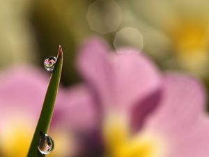 Preview wallpaper drops, water, grass, macro, focus