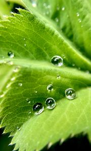 Preview wallpaper drops, water, leaf, macro