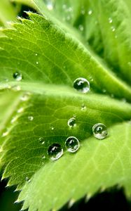 Preview wallpaper drops, water, leaf, macro