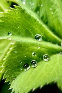Preview wallpaper drops, water, leaf, macro