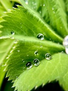 Preview wallpaper drops, water, leaf, macro
