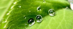 Preview wallpaper drops, water, leaf, macro