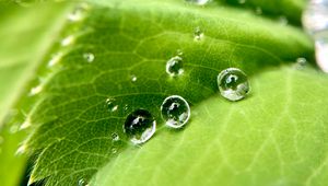 Preview wallpaper drops, water, leaf, macro