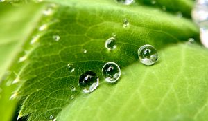 Preview wallpaper drops, water, leaf, macro