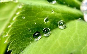 Preview wallpaper drops, water, leaf, macro