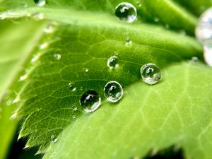 Preview wallpaper drops, water, leaf, macro
