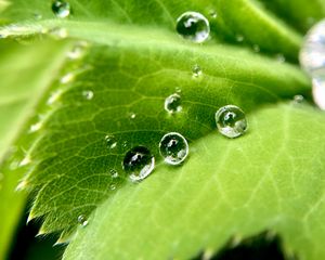 Preview wallpaper drops, water, leaf, macro