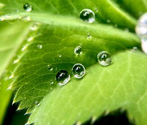 Preview wallpaper drops, water, leaf, macro