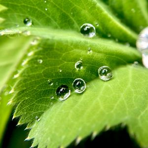 Preview wallpaper drops, water, leaf, macro