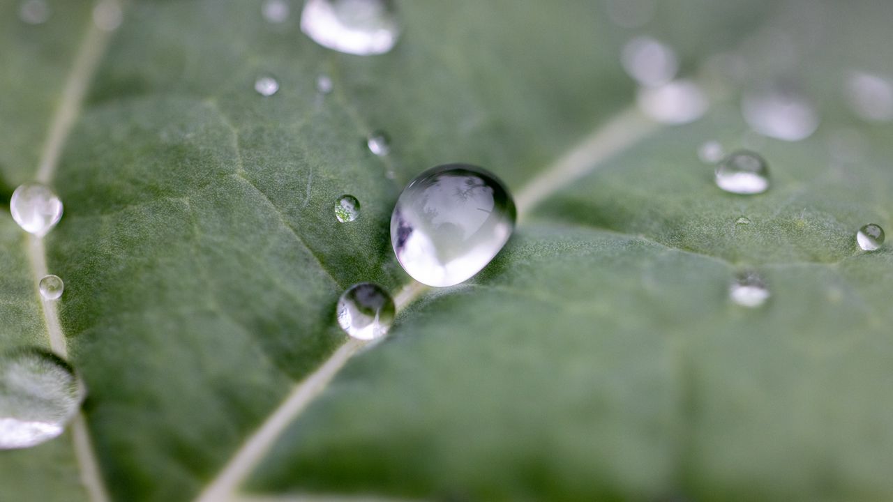 Wallpaper drops, water, leaf, macro, reflection