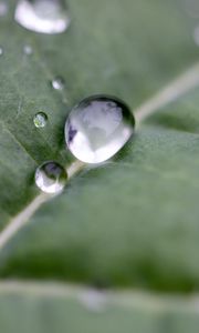 Preview wallpaper drops, water, leaf, macro, reflection