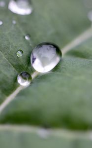 Preview wallpaper drops, water, leaf, macro, reflection
