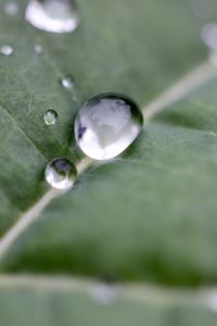 Preview wallpaper drops, water, leaf, macro, reflection