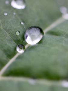 Preview wallpaper drops, water, leaf, macro, reflection