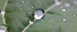 Preview wallpaper drops, water, leaf, macro, reflection