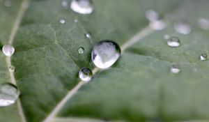 Preview wallpaper drops, water, leaf, macro, reflection