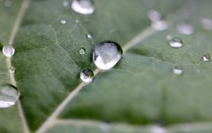 Preview wallpaper drops, water, leaf, macro, reflection