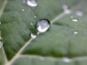 Preview wallpaper drops, water, leaf, macro, reflection