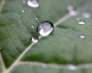 Preview wallpaper drops, water, leaf, macro, reflection