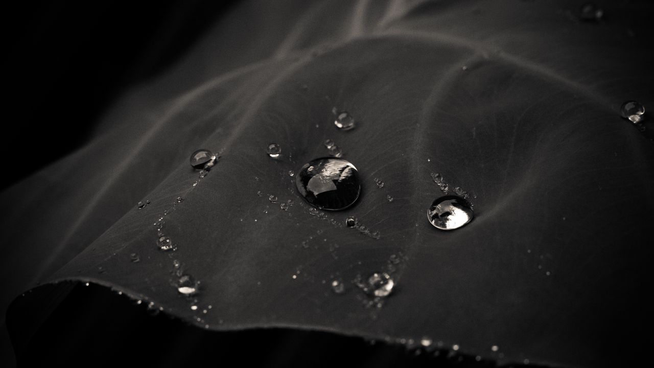 Wallpaper drops, water, leaf, macro, black
