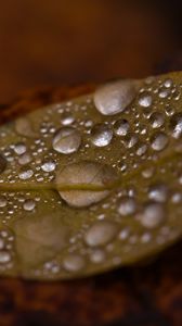 Preview wallpaper drops, water, leaf, rain, macro