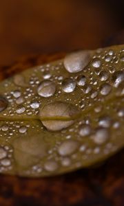 Preview wallpaper drops, water, leaf, rain, macro