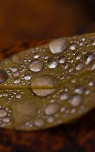 Preview wallpaper drops, water, leaf, rain, macro