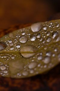 Preview wallpaper drops, water, leaf, rain, macro