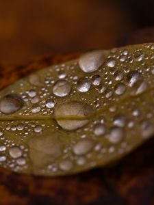 Preview wallpaper drops, water, leaf, rain, macro