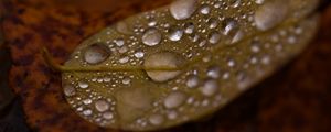 Preview wallpaper drops, water, leaf, rain, macro