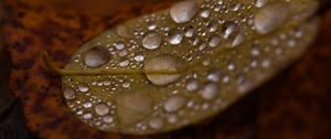 Preview wallpaper drops, water, leaf, rain, macro