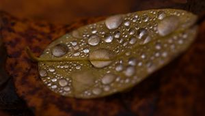 Preview wallpaper drops, water, leaf, rain, macro