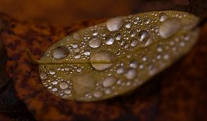 Preview wallpaper drops, water, leaf, rain, macro