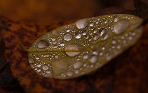 Preview wallpaper drops, water, leaf, rain, macro