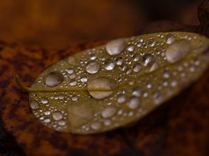 Preview wallpaper drops, water, leaf, rain, macro