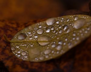 Preview wallpaper drops, water, leaf, rain, macro