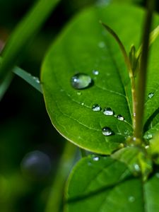 Preview wallpaper drops, water, leaves, macro