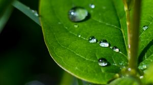 Preview wallpaper drops, water, leaves, macro