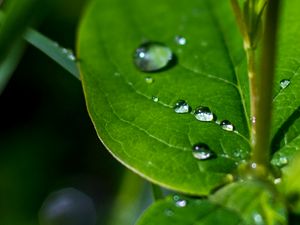 Preview wallpaper drops, water, leaves, macro