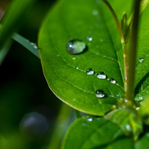 Preview wallpaper drops, water, leaves, macro