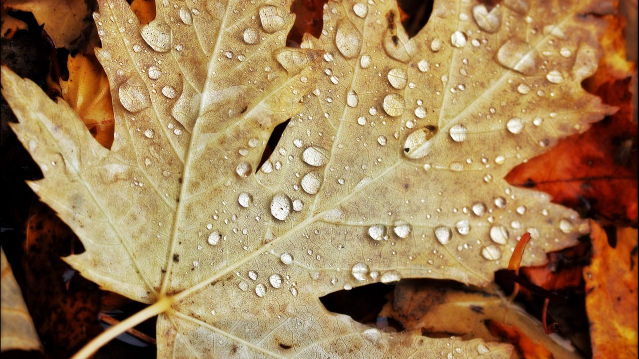 Wallpaper drops, water, leaves, maple, macro, autumn