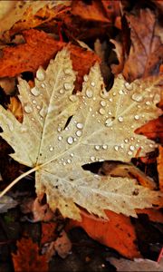 Preview wallpaper drops, water, leaves, maple, macro, autumn